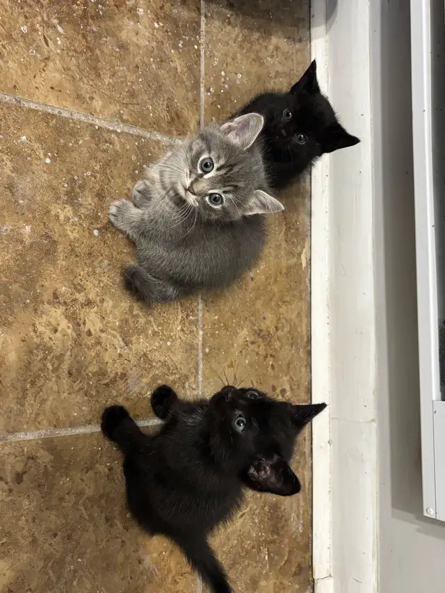 kitten for rehoming | Cats & Kittens for Rehoming | Winnipeg | Free ...