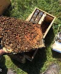 Order Your  2024 Honey Nucs Here