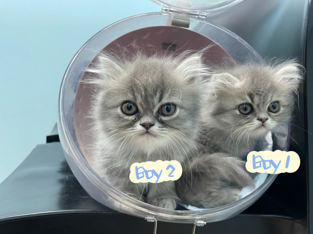 Two Babies Left: Beautiful Persian Kitties Looking for New Homes in Cats & Kittens for Rehoming in Vancouver - Image 4