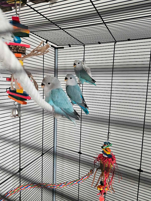 Lundi 9 juin Speciaux été oiseaux et cages  dans Oiseaux à adopter  à Laval/Rive Nord - Image 3