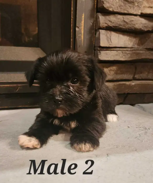 Morkie Puppies in Dogs & Puppies for Rehoming in Belleville - Image 5