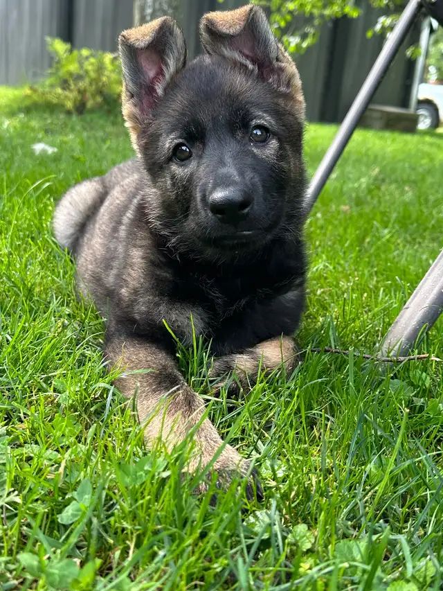 Chiot femelle berger allemand CCC / Puppy German Shepherd CKC in Dogs & Puppies for Rehoming in City of Montréal - Image 3