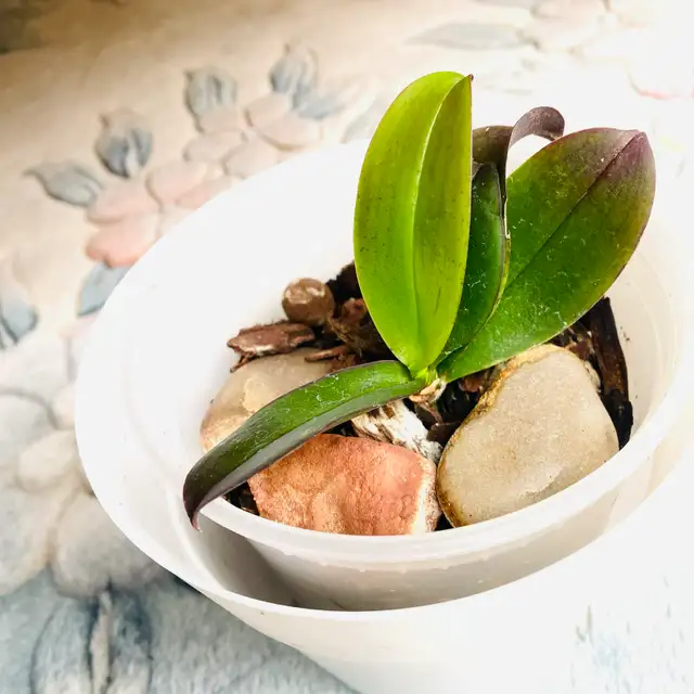 Phalaenopsis Orchid Plant - yellow / orange flower in Plants, Fertilizer & Soil in Calgary - Image 3