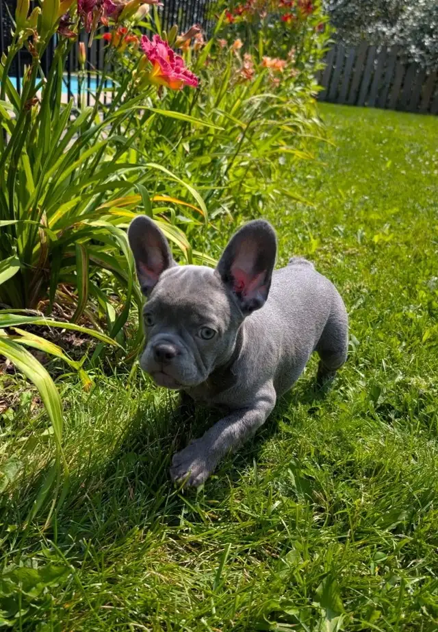 Bouledogue Français Chiots in Dogs & Puppies for Rehoming in Lanaudière - Image 7