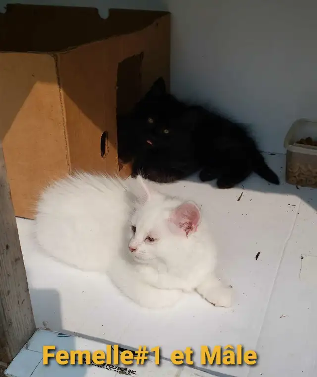 Chaton Poil long (50% Angora Turc, 25% Maine Coon, 25% Sibérien) in Cats & Kittens for Rehoming in Victoriaville - Image 3