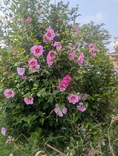 ROSE OF SHARON PLANTS, View more