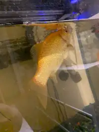 Goldfish Cheap Fast Sell