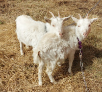 Saanen female dairy goats