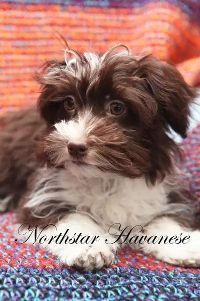 Havanese Puppies Chocolate, Cream, Black and White CKC, View more
