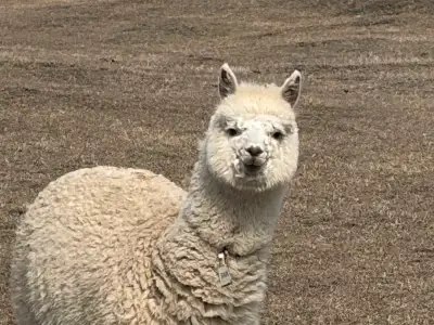 Alpaca babies and mothers for sale., View more