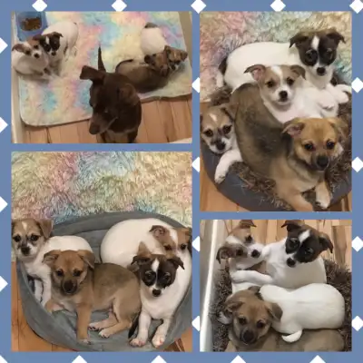 Playful Jack Chi Puppies – Your New Best Friend Awaits!, View more
