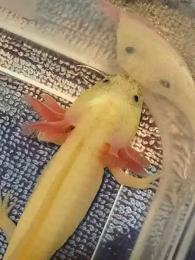 I have a beautiful juvenile GFP Dirty Leusitic it's eating cut up red wigglers twice a day! would lo...