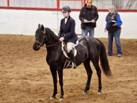 Morgan x quarter horse mare