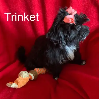 Havanese female Trinket, View more