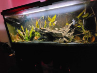 Aquarium 55 gallons avec poisson et+