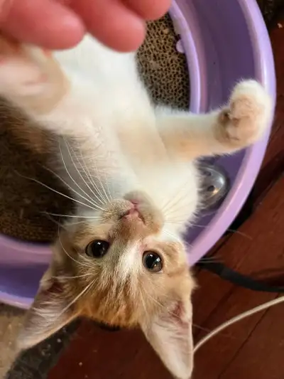 Stunning male kittens for rehoming, View more