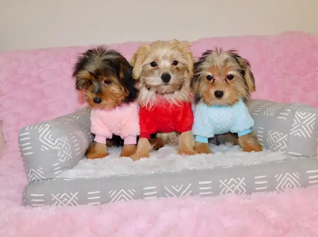 Tiny toy morkie puppies in Dogs & Puppies for Rehoming in City of Toronto - Image 5