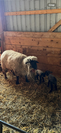 Purebred Hampshire ram lambs