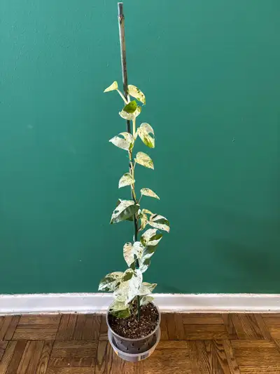 Epipremnum Pinnatum Marble, View more