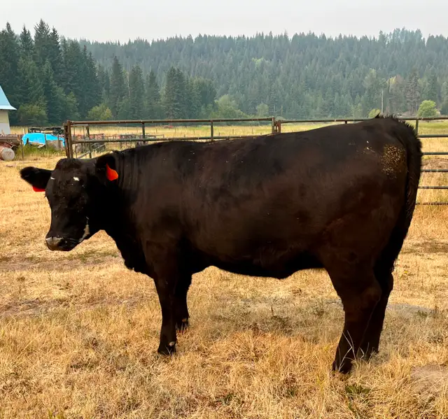 Four Bred Angus-cross Yearling Heifers in Livestock in Vernon - Image 4
