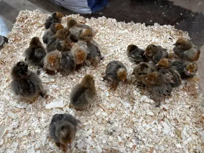 Mille de fleur D'uccle chicks, View more