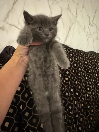Scottish fold and Bengal kittens for sale ONE left!, View more