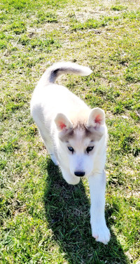 Siberian Husky puppy boy