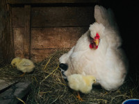 Heritage chicken Hatching eggs rainbow colours