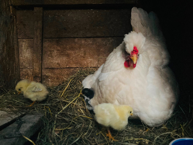 Heritage chicken Hatching eggs rainbow colours in Livestock in Abbotsford