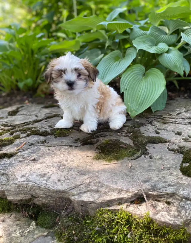 Snuggly Malshi puppies in Dogs & Puppies for Rehoming in Kitchener / Waterloo - Image 5