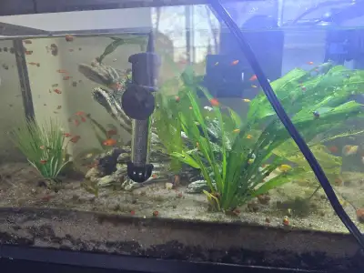 Baby tetra fish (fry/juveniles), View more