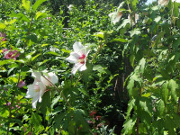 BIG sale up to 50%off.ROSE OF SHARON TREES , WISTERIA , LILAC...