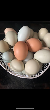 Fertilized Chicken Eggs 