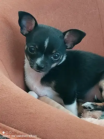 Belle petite femelle Chihuahua de 2 mois, View more