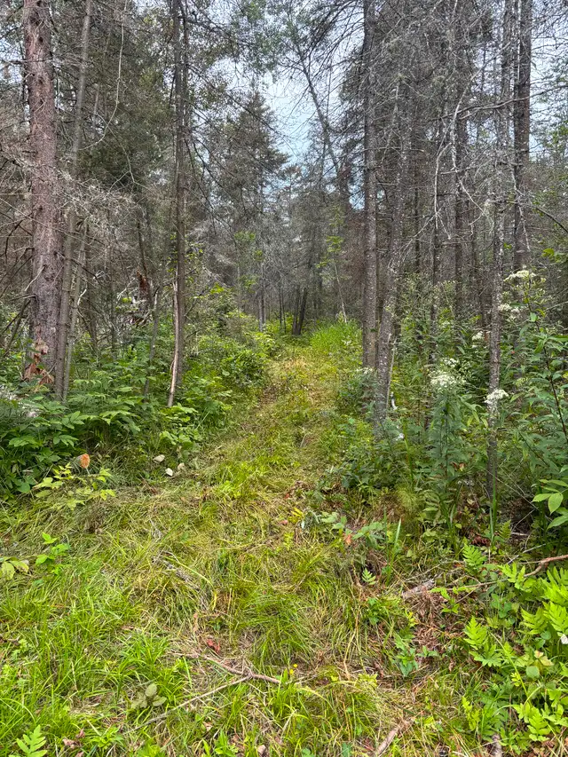 Land for sale near Whitefish63417637088769124