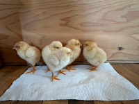 Buff Orpington & Rhode Island Red Chicks