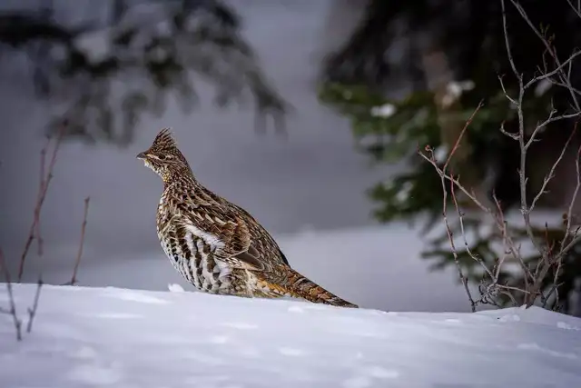 small game hunter 