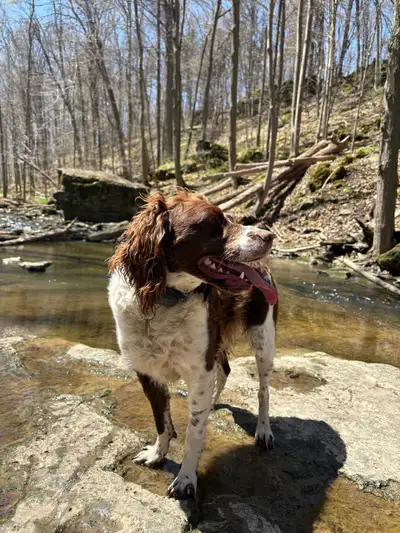 Brittany Cocker Spaniel puppies!, View more