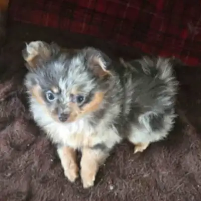 MERLE POMERANIAN GIRL READY TO GO HOME, View more