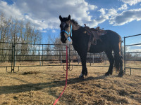 Percheron Stallion