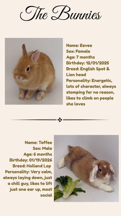 Two Adorable Rabbits with Complete Habitat and Supplies, View more