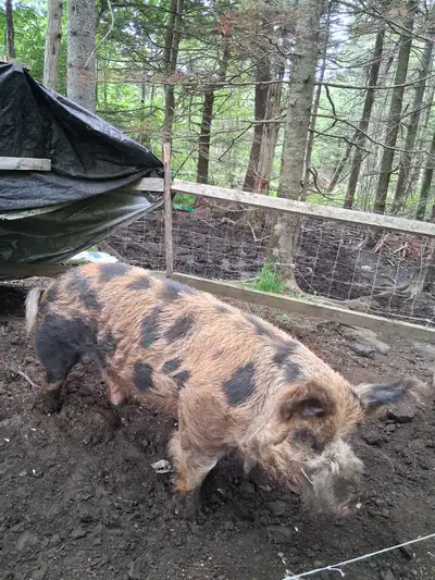 Boar pig for breeding, View more