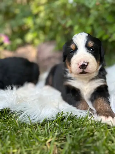 Beautiful Bernese Mountain Puppies, View more