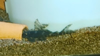 False Zebra Baby Pleco For Aquarium Fish Tank  For Sale