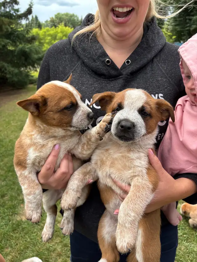 Heeler puppies in Dogs & Puppies for Rehoming in St. Albert - Image 7