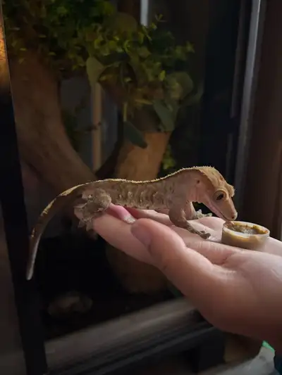 Crested Geckos , View more