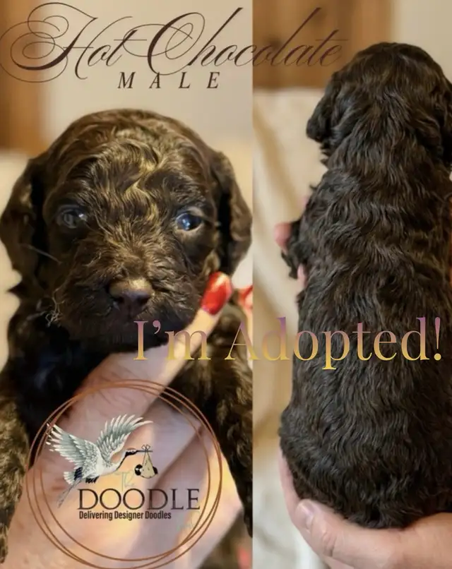 Warm Your Home With Love — Mini Poodles For Adoption. in Dogs & Puppies for Rehoming in Grand Bend - Image 6