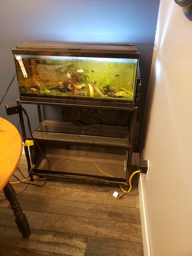 2 20g long with stand in Fish for Rehoming in London