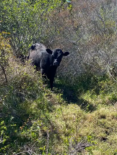 16 month old limo/angus cross bull, View more