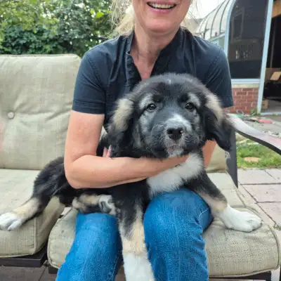 Caucasian Shepherd Female Puppy! 100% pure.  Classic Size, View more
